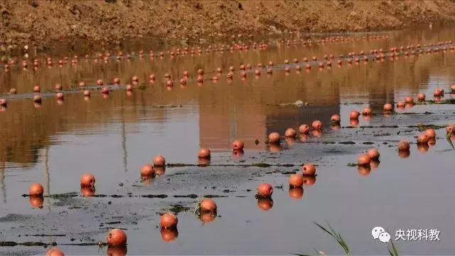 央視聚焦<a href=http://www.yuquanpf.com target=_blank class=infotextkey>雙良</a><a href=http://www.yuquanpf.com target=_blank class=infotextkey>新型光催化</a>“走進(jìn)科學(xué)”