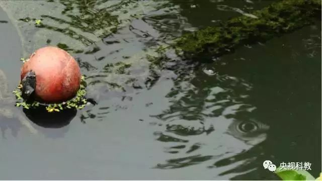 央視聚焦<a href=http://www.yuquanpf.com target=_blank class=infotextkey>雙良</a><a href=http://www.yuquanpf.com target=_blank class=infotextkey>新型光催化</a>“走進(jìn)科學(xué)”