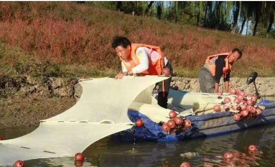 <a href=http://www.yuquanpf.com target=_blank class=infotextkey>雙良</a>光催化為通州鳳港減河專門(mén)治水體