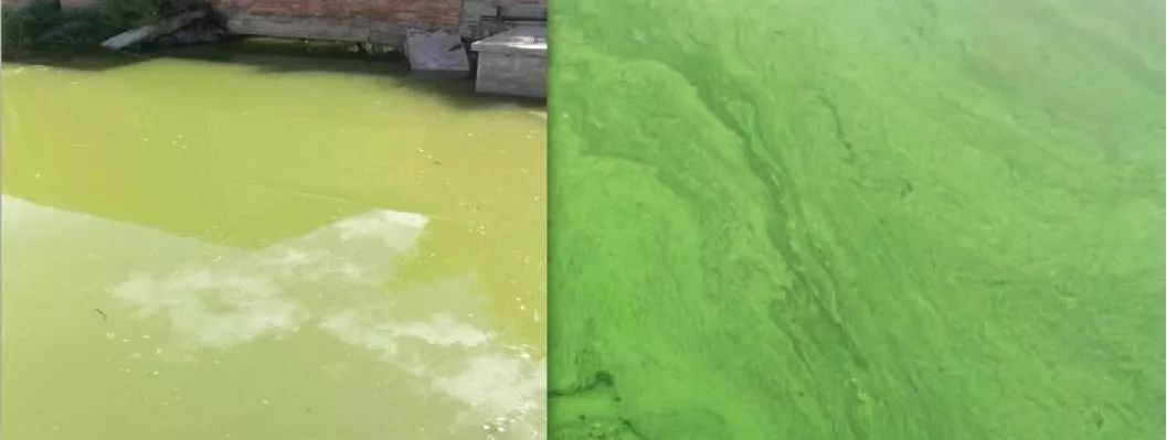 浙江杭州新灣街道河道水環(huán)境治理項(xiàng)目的公開招標(biāo)公告