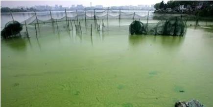 藍(lán)藻水華的形成機(jī)理及防治動態(tài)