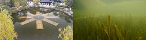 水體修復(fù)技術(shù)講解包含黑臭水體、水華、菁苔問(wèn)題治理等