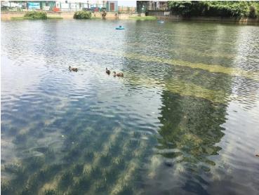 新聞轉(zhuǎn)載｜云南高原湖泊治理和保護(hù)還存在哪些問題？