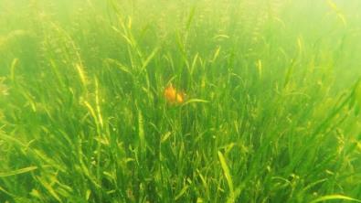 創(chuàng)新水庫治理之術(shù)(靶向治療，防治一體)