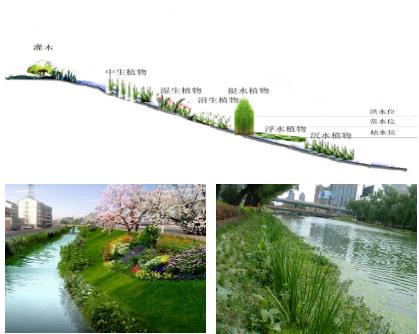 大面積黑臭水體（水塘、水渠、水庫等）特別是養(yǎng)殖廢水，如何在短時間快速進行治理？達標農灌水或排放標準？